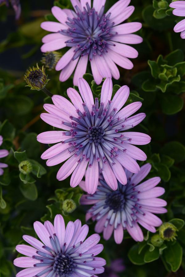 Osteospermum ecklonis '4D Pink'