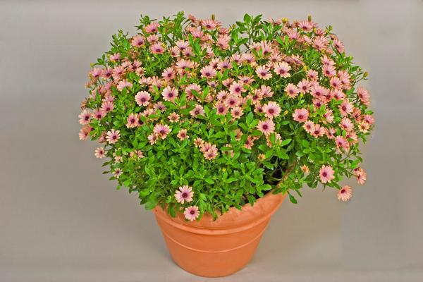 Osteospermum ecklonis 'Tradewinds Terracotta Imp.'