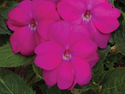 SunPatiens hybrida 'Compact Neon Pink'