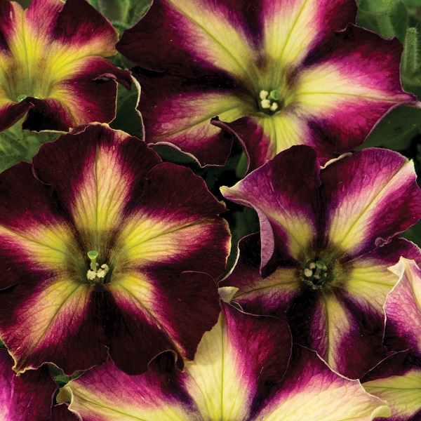 Petunia hybrida 'Crazytunia Pulse'