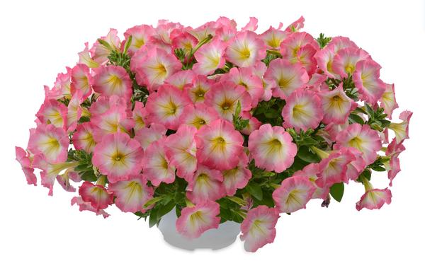 Petunia hybrida 'Ray Pink Halo'