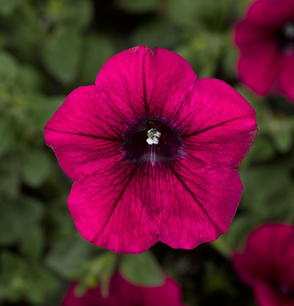 Petunia hybrida 'Sanguna Patio Purple'
