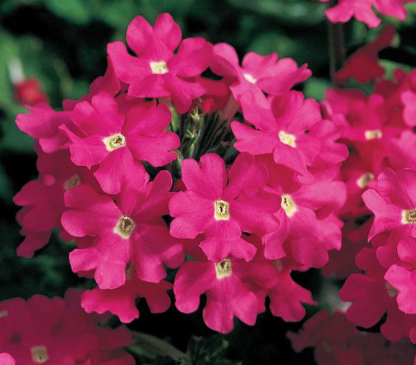 Verbena hybrida 'Lanai Deep Pink'