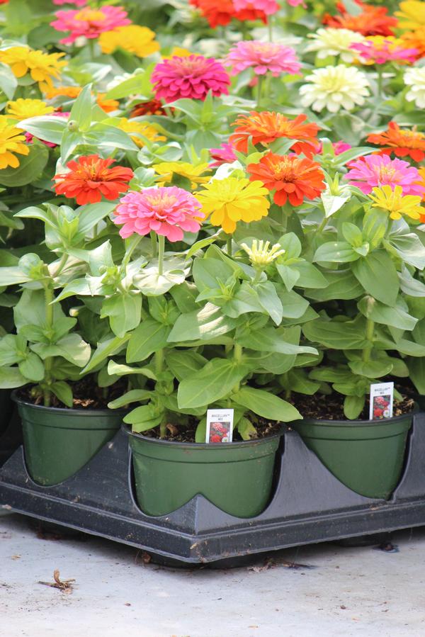 Zinnia dwarf elegans 'Magellan Mix'