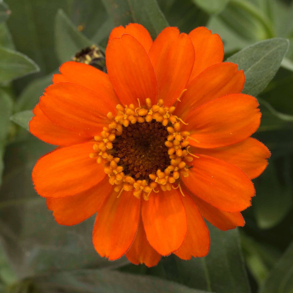 Zinnia hybrida 'Profusion Fire'