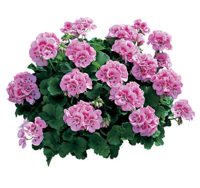 Geranium Zonal pelargonium zonale 'Americana Light Pink Splash'