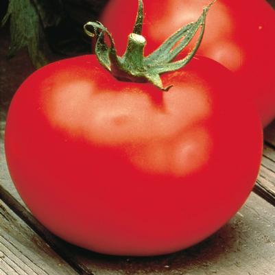 Weezie's Garden 'Tomato Better Boy'