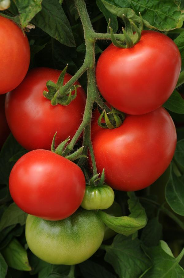 Weezie's Garden 'Tomato Homeslice'