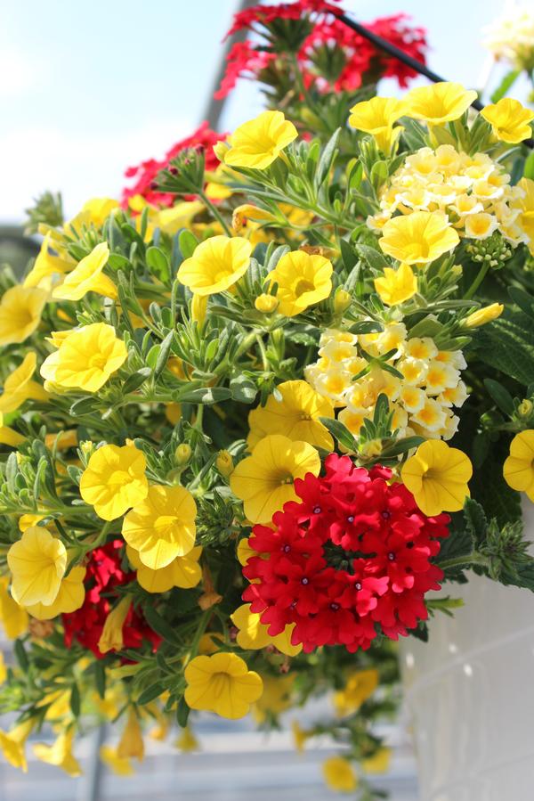 Summer Combos - Hanging Baskets 'Combo #02'