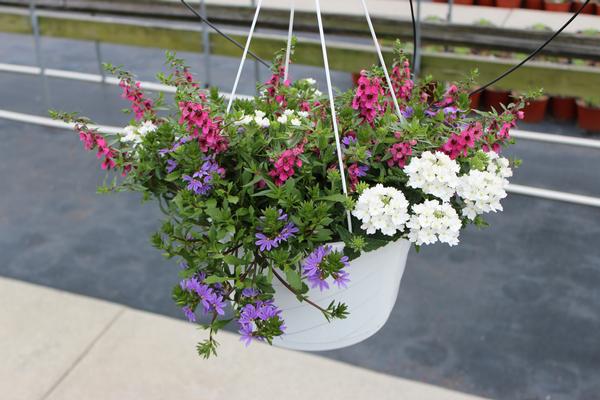 Summer Combos - Hanging Baskets 'Combo #03'