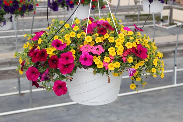 Summer Combos - Hanging Baskets 'Combo #05'