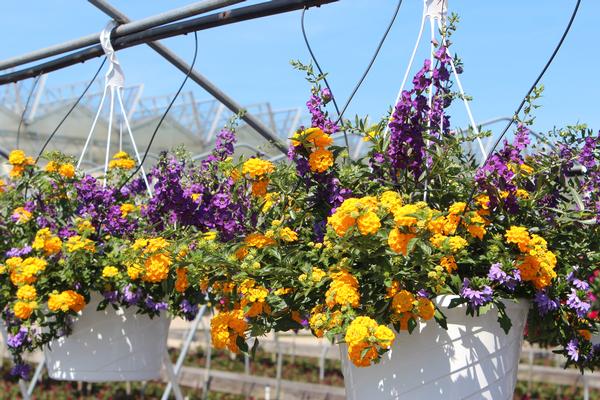 Summer Combos - Hanging Baskets 'Combo #08'