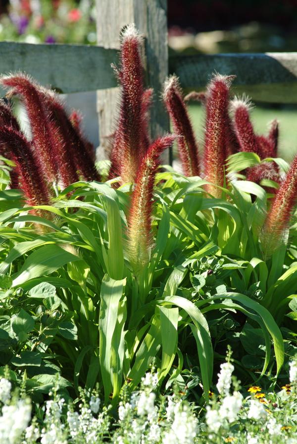 Ornamental Millet pennisetum glaucum 'Jade Princess'