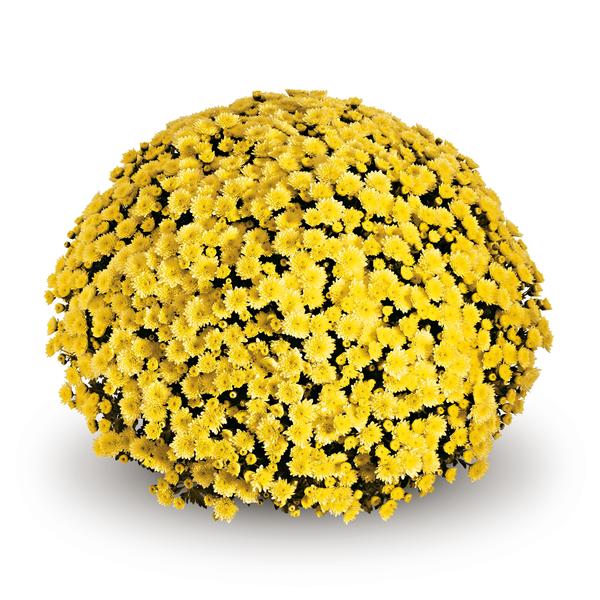 Mum chrysanthemum x morifolium 'Jasoda Yellow'