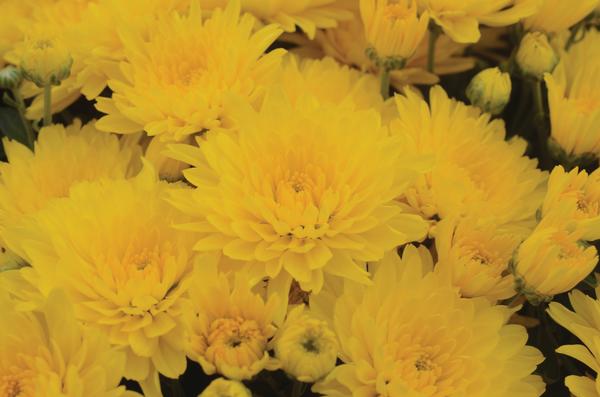 Mum chrysanthemum x morifolium 'Gold Cup'