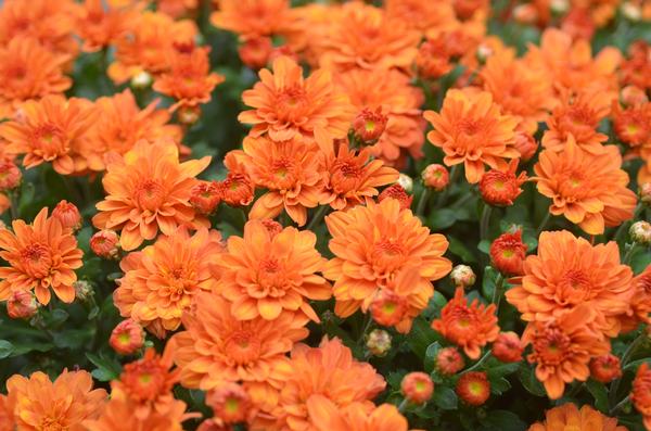 Mum chrysanthemum x morifolium 'Pumpkin Pie'