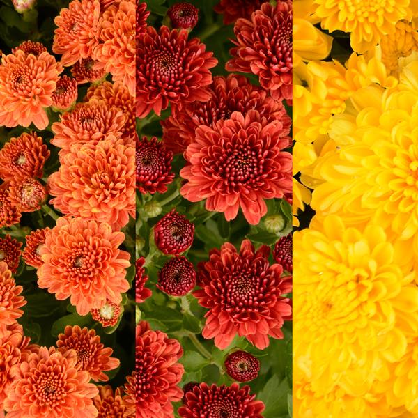 Mum Combo 'Combo #04'