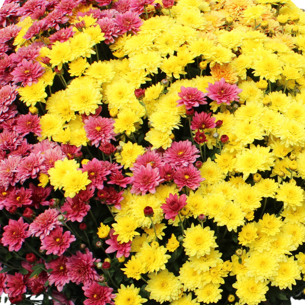 Mum Combo 'Combo#11'