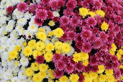 Mum Combo 'Combo#12'