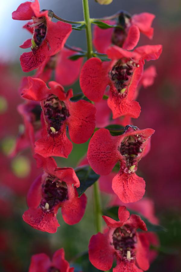Angelonia angustifolia 'Archangel Cherry Red'