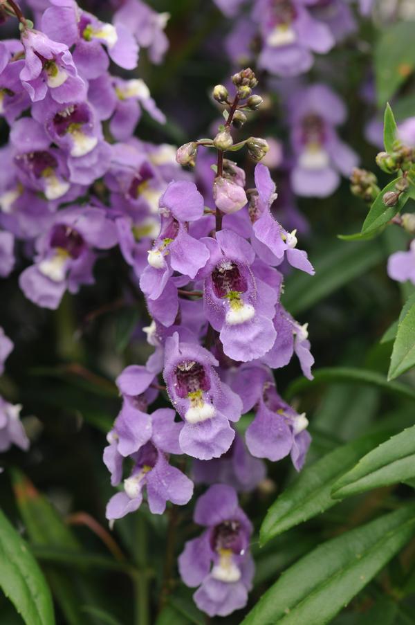 Angelonia angustifolia 'Serenita Sky Blue'