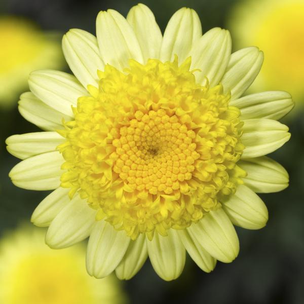 Argyranthemum frutescens 'Sassy Double Yellow'