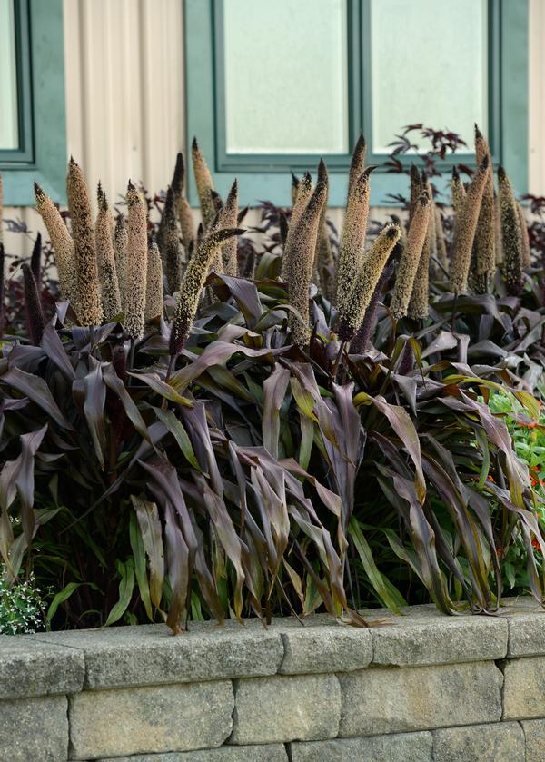 Ornamental Millet pennisetum glaucum 'Copper Prince'