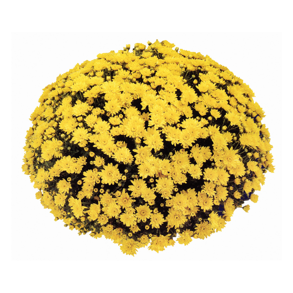 Mum chrysanthemum x morifolium 'Conaco Yellow'