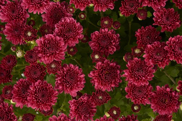 Mum chrysanthemum x morifolium 'Rhonda Purple'