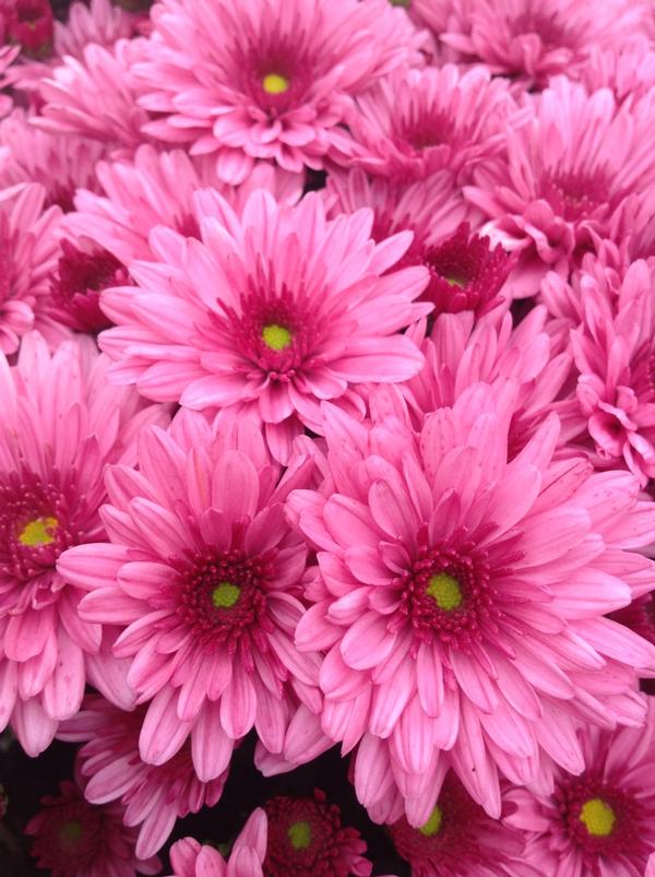 Mum chrysanthemum x morifolium 'Pop Eye Pink'