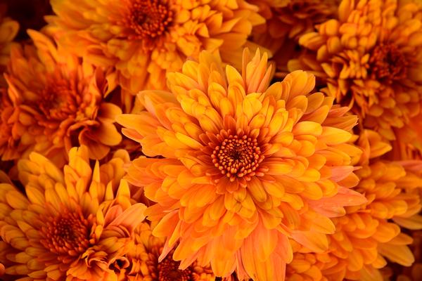 Mum chrysanthemum x morifolium 'Conaco Orange'