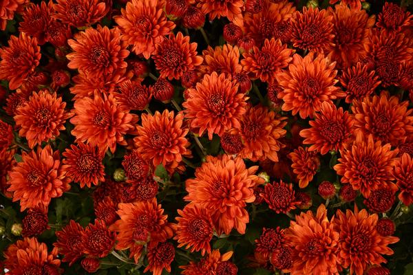 Mum chrysanthemum x morifolium 'Keely Orange'