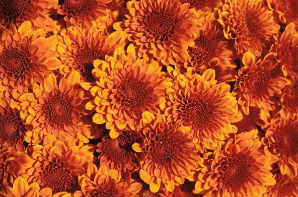 Mum chrysanthemum x morifolium 'Copper Coin Bronze'