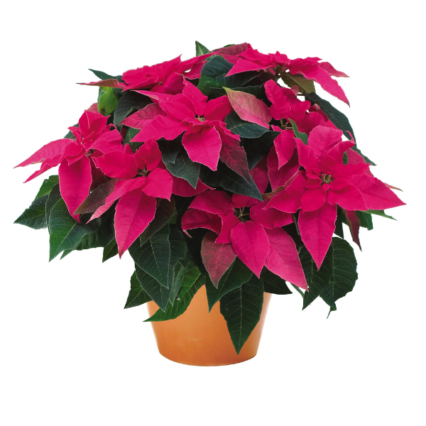 Poinsettia euphorbia pulcherrima 'Princettia Dark Pink'