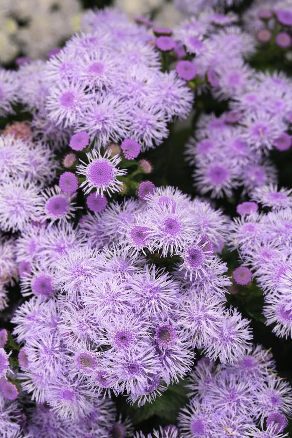 Ageratum houstonianum 'Bumble Silver'