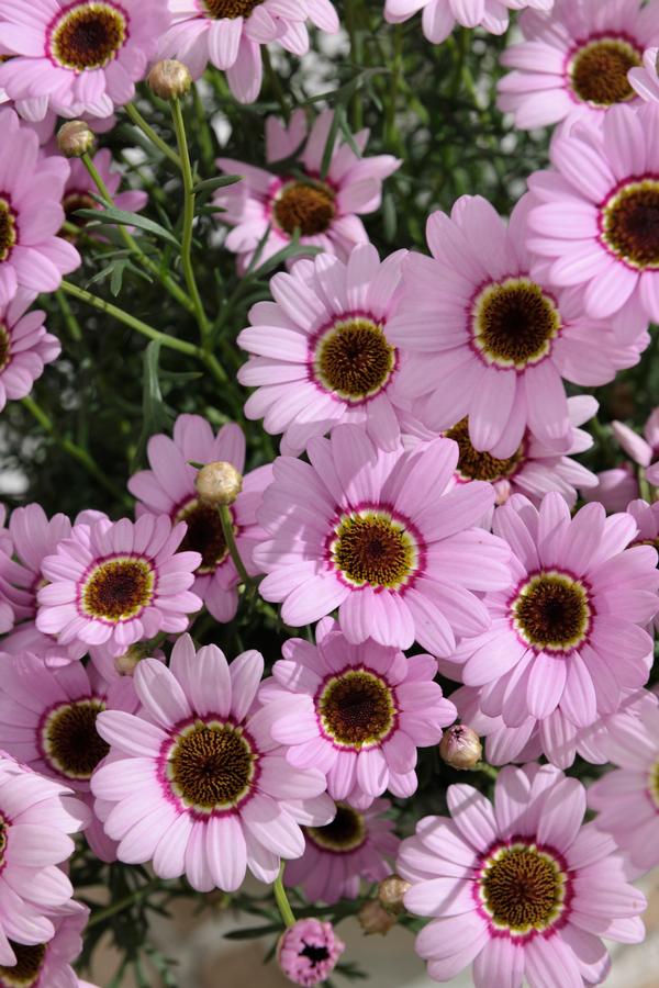 Argyranthemum frutescens 'Grandaisy Pink Halo'