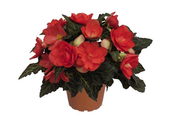 Begonia hybrida 'I'Conia Miss Malibu'