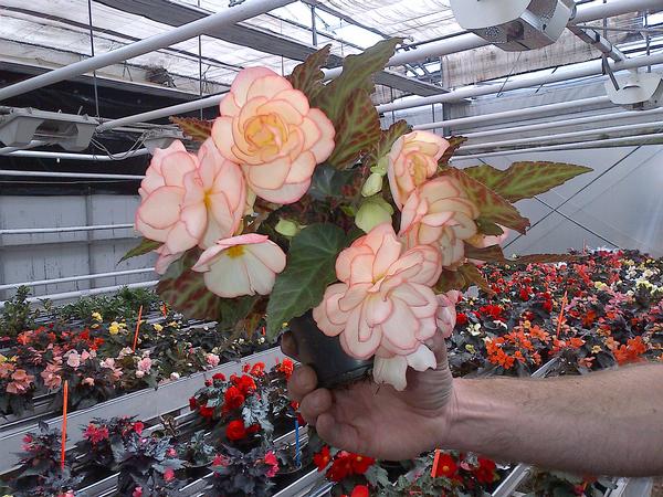Begonia hybrida 'I'Conia Miss Montreal'
