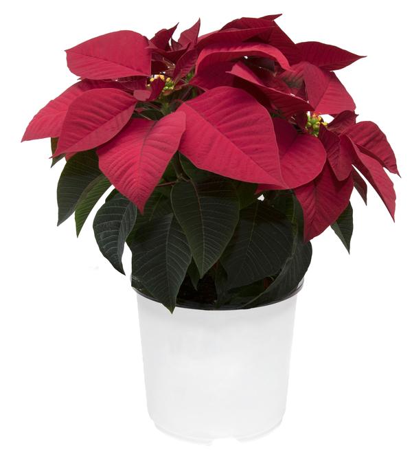 Poinsettia euphorbia pulcherrima 'Mirage Red'