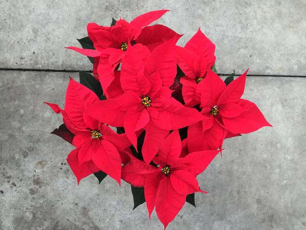Poinsettia euphorbia pulcherrima 'Lyra Red'