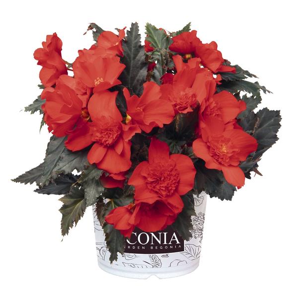 Begonia hybrida 'I'Conia Red'
