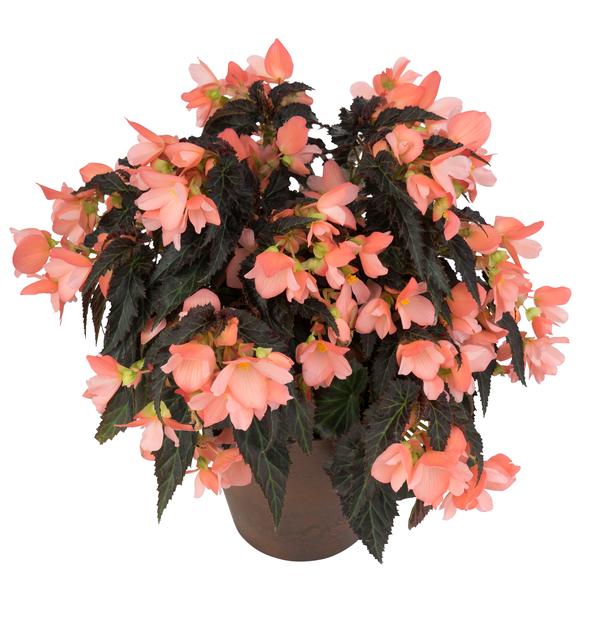 Begonia hybrida 'I'Conia Upright Salmon'