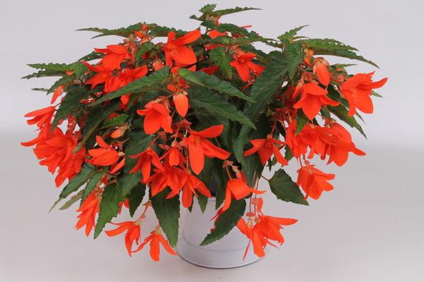 Begonia boliviensis 'Waterfalls Angel Soft Orange'