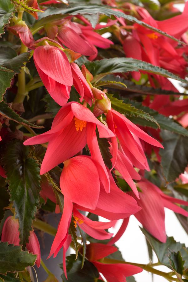 Begonia boliviensis 'Waterfalls Encanto Pink'