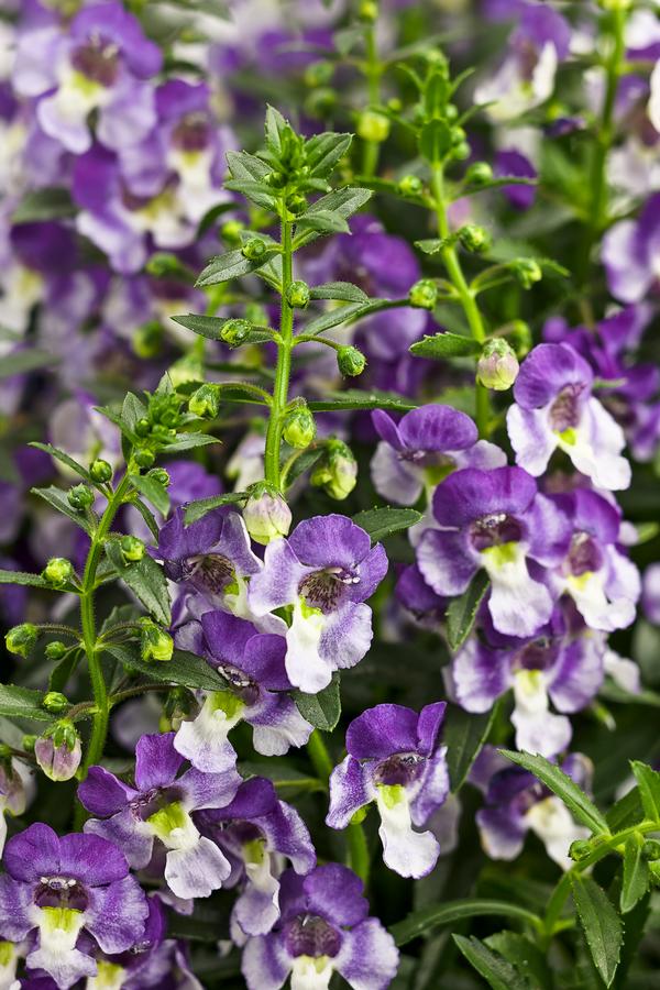 Angelonia angustifolia 'Angelface Wedgewood Blue'