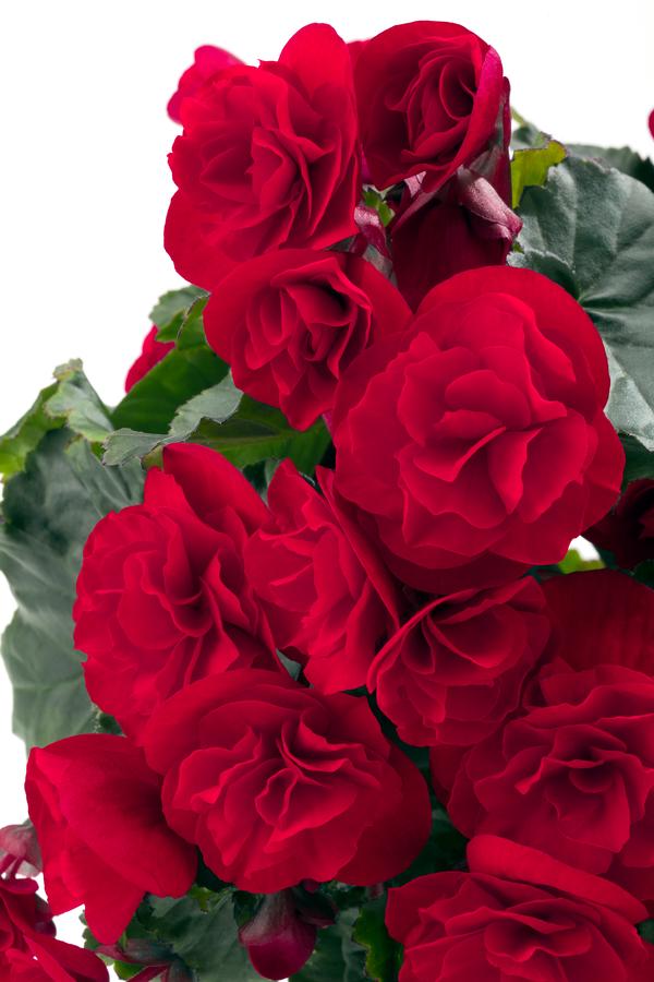 Begonia hiemalis 'Carmen Red'