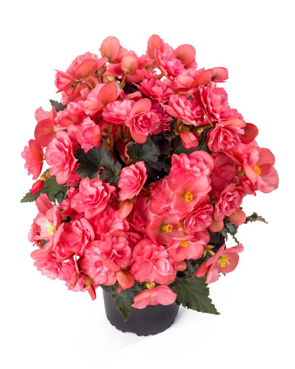 Begonia hiemalis 'Chloe Pink'