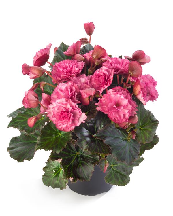 Begonia hiemalis 'Frivola Pink'