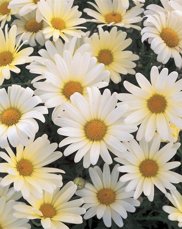 Argyranthemum frutescens 'Vanilla Butterfly'