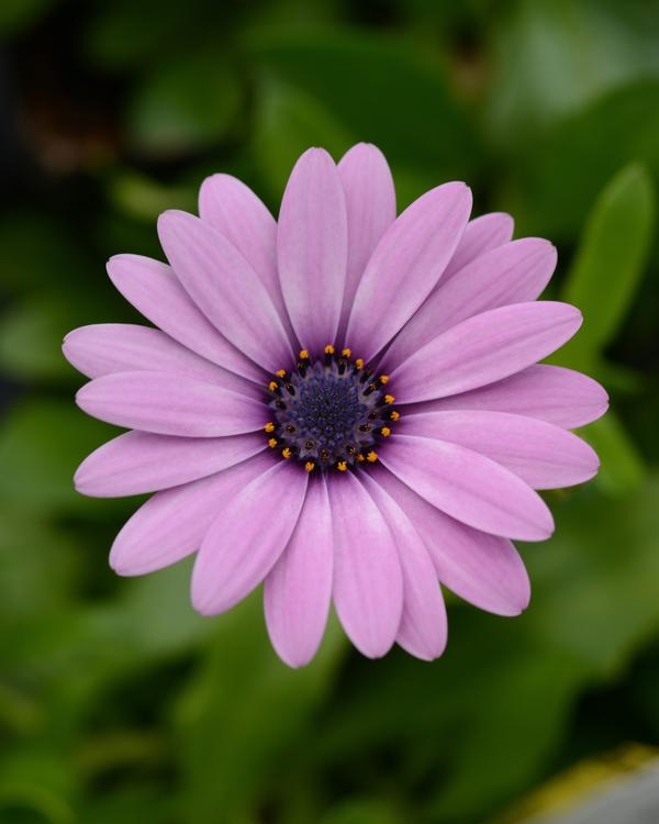 Osteospermum ecklonis 'Daisy Falls Pink'